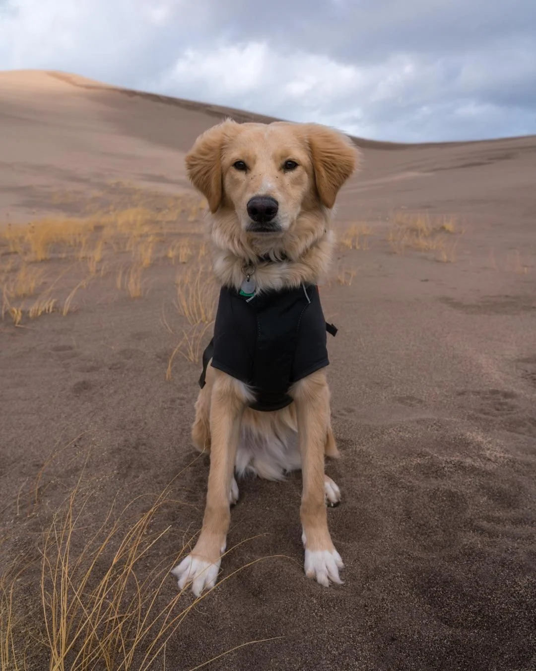 sweet dog sitting on sand