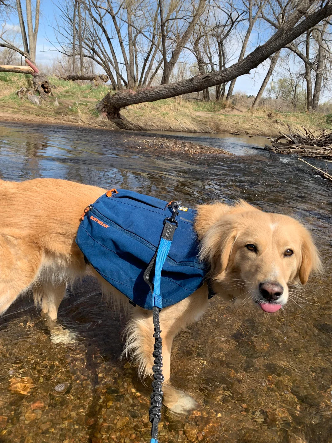 sweet dog standing in water