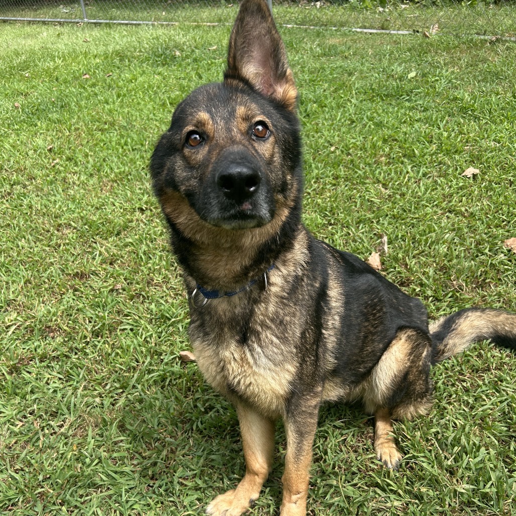 sweet dog with one ear