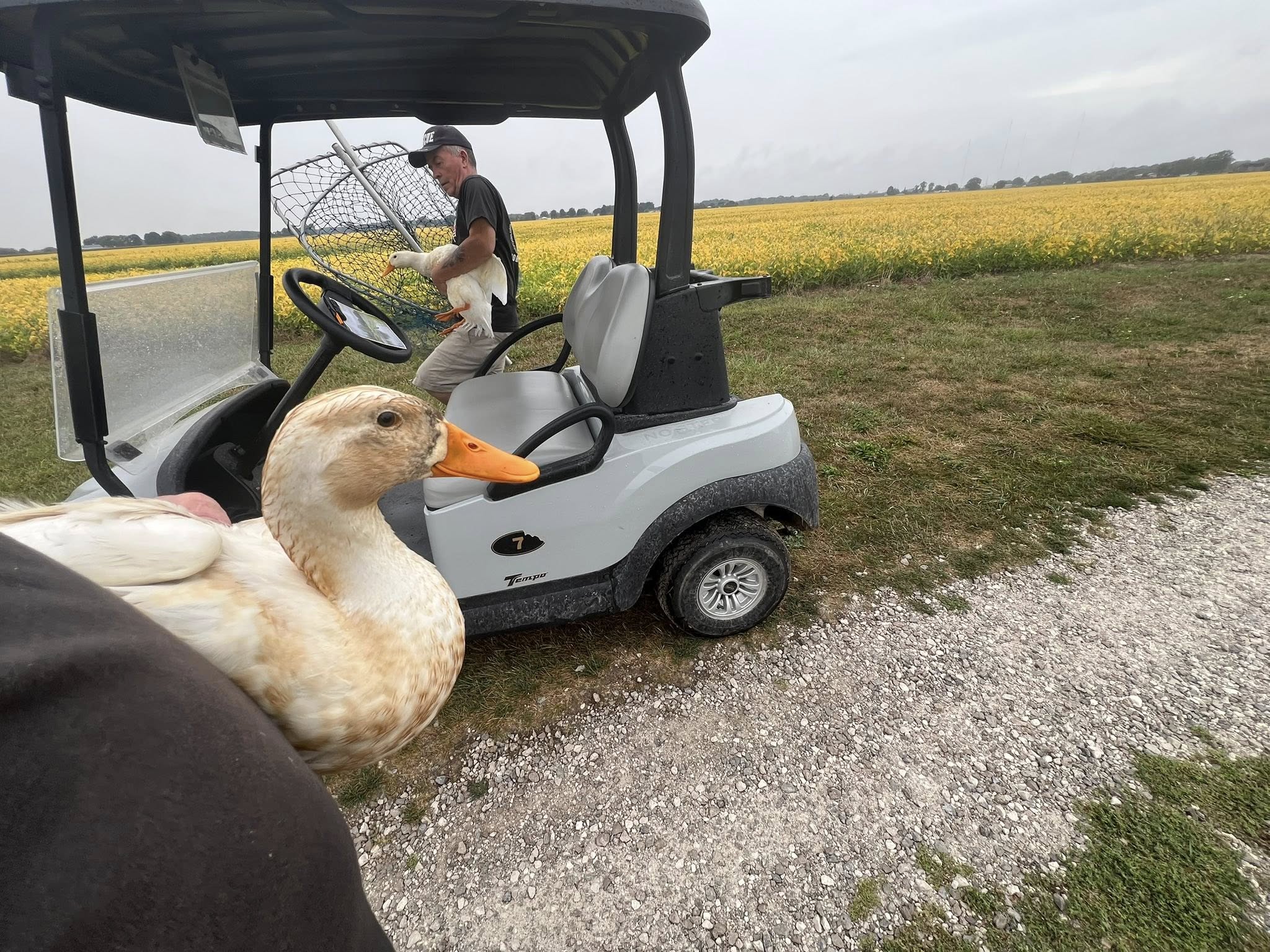 sweet goose