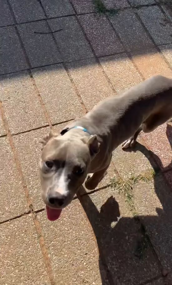 sweet gray dog