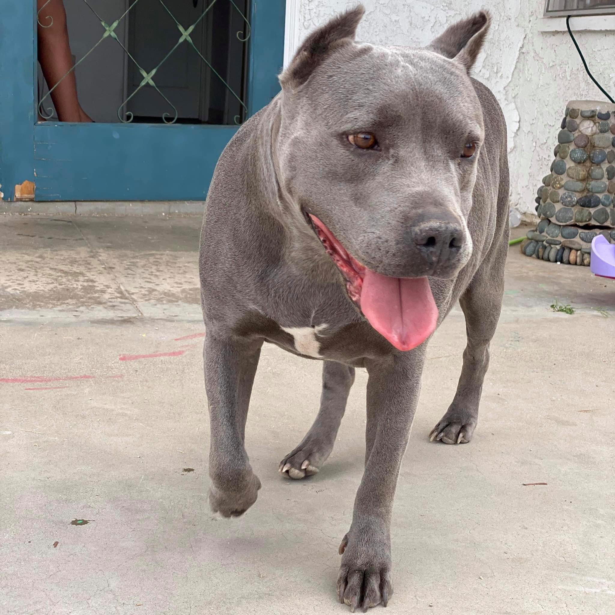 sweet gray mother dog