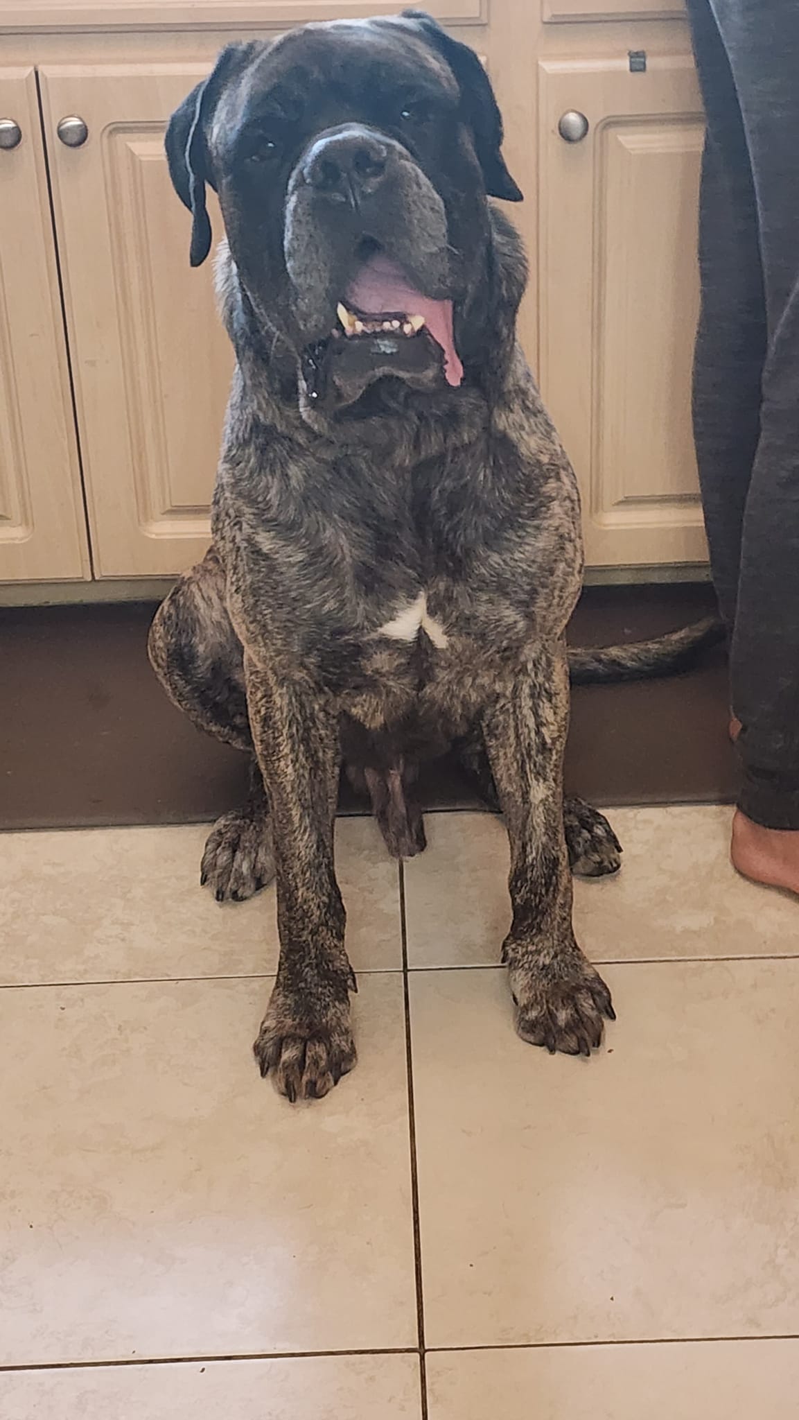 sweet old black dog