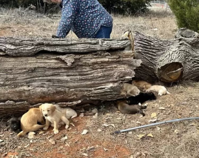 sweet puppies near fallen tree