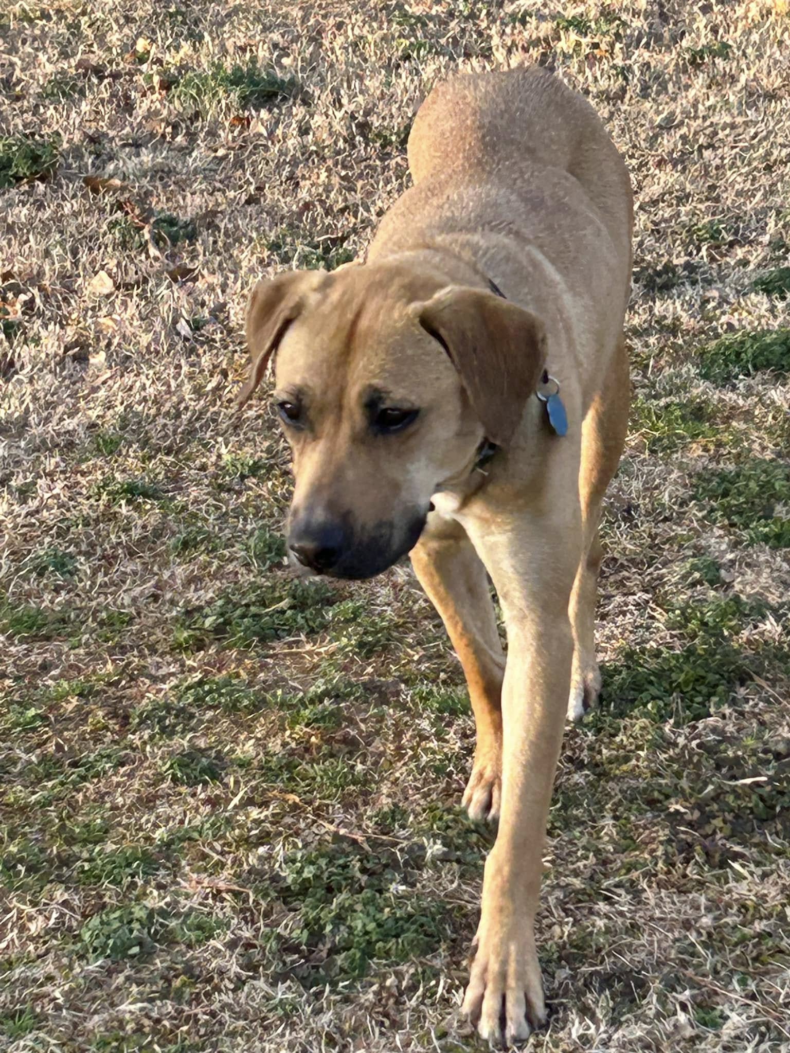 sweet senior brown dog
