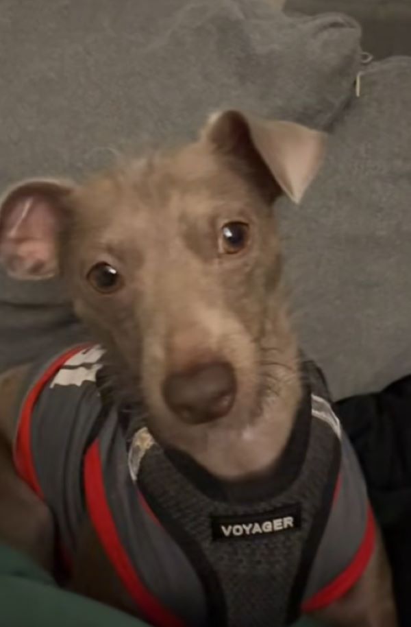 sweet senior dog