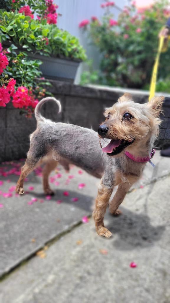 sweet shaved dog