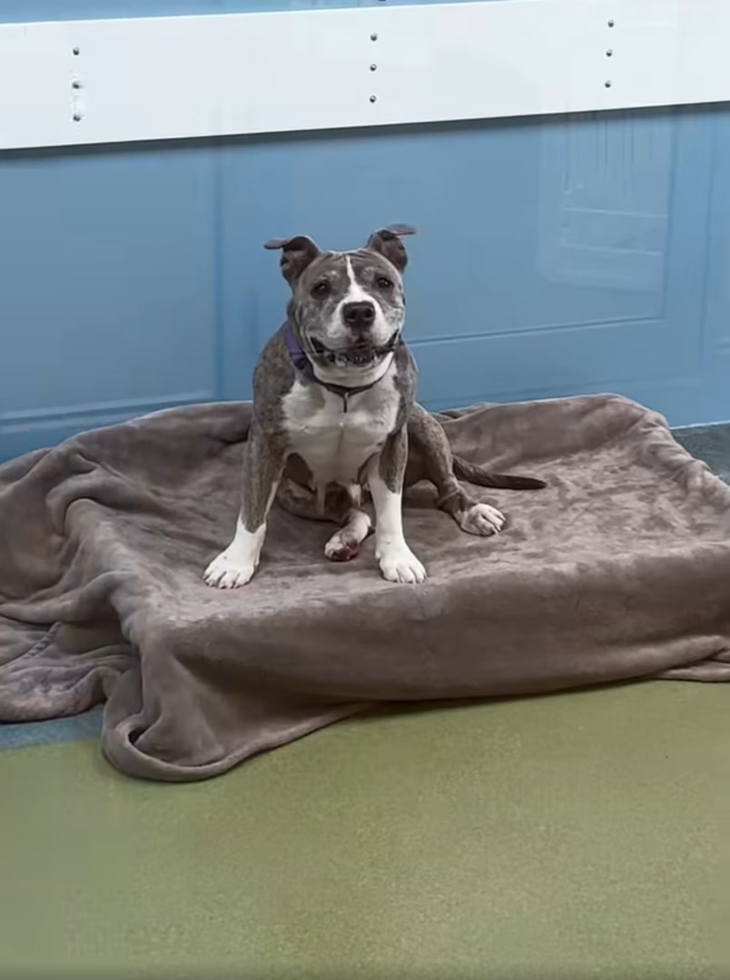 sweet shelter dog