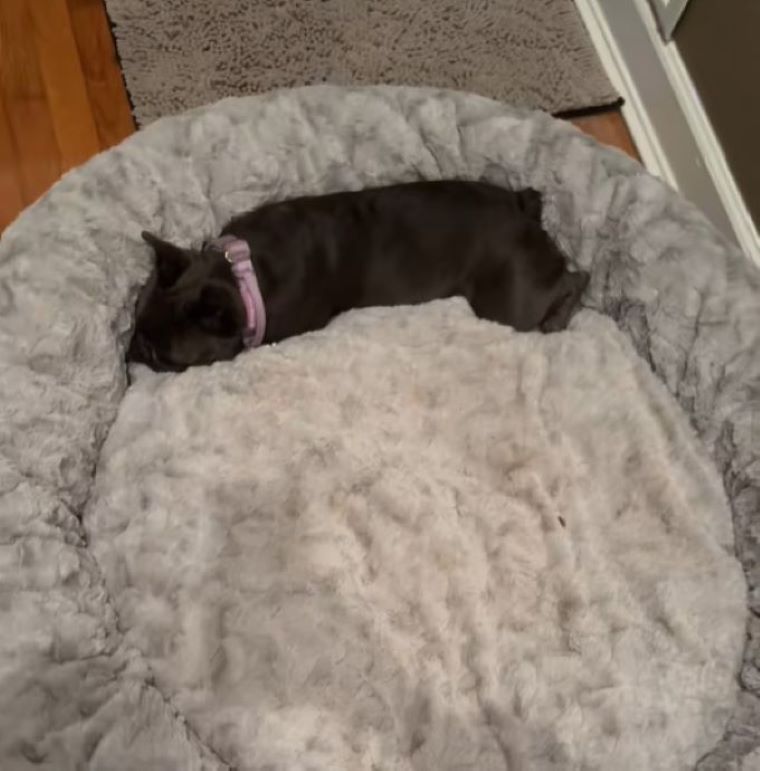 sweet tiny dog