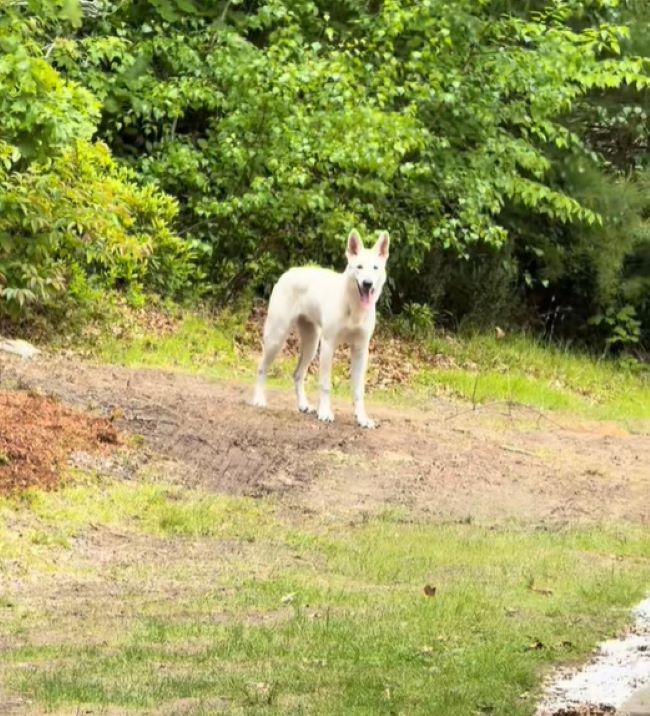 sweet white dog
