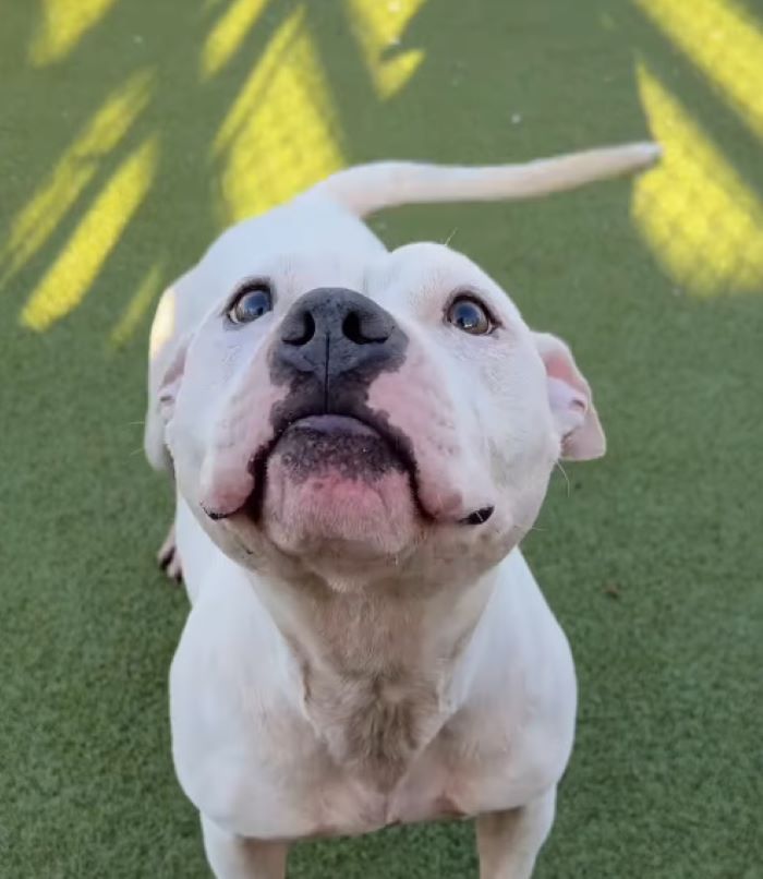 sweet white dog in shelter