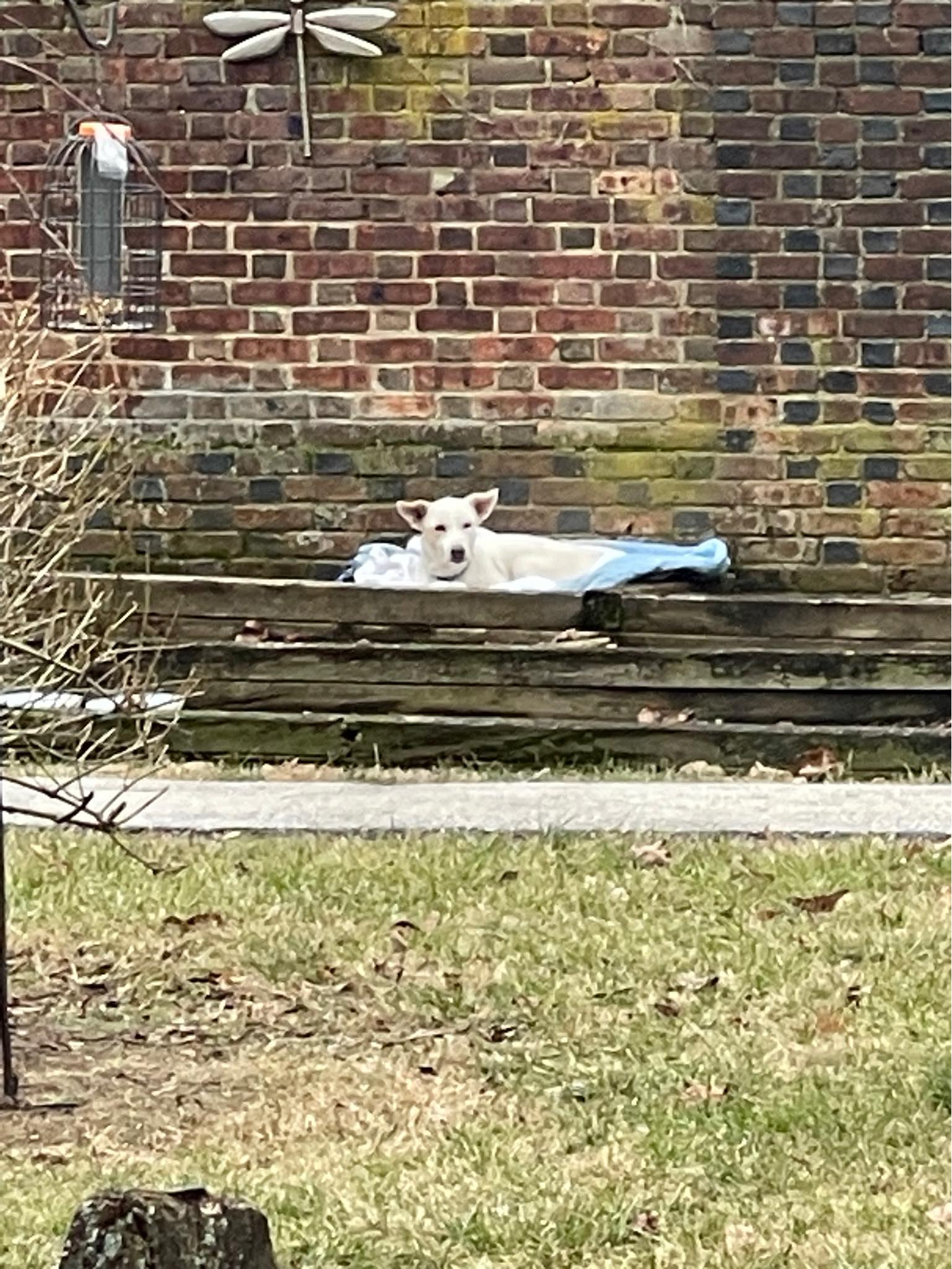 sweet white dog