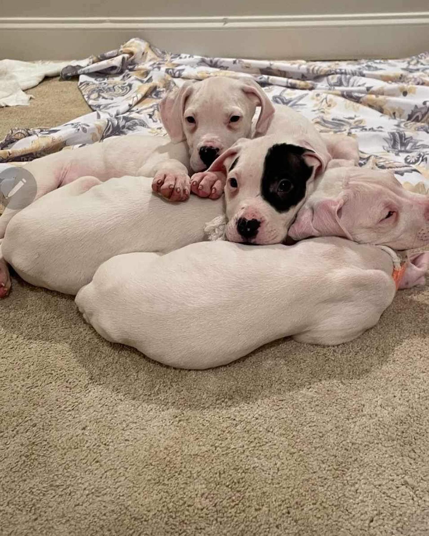 three cute white puppies