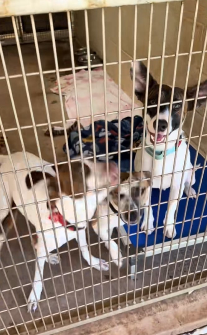 three dogs in shelter