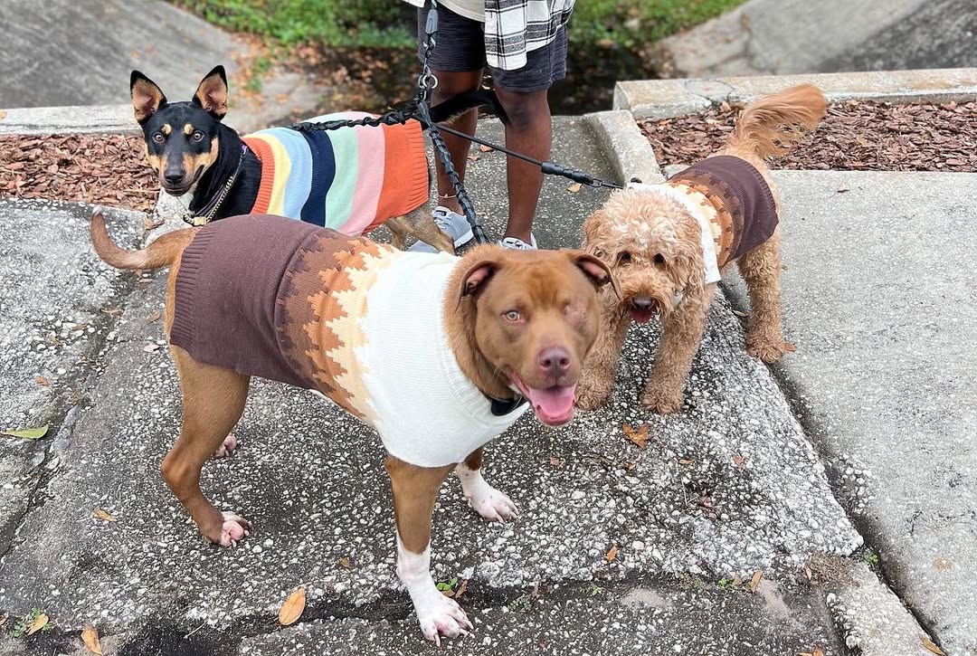 three dogs on a walk