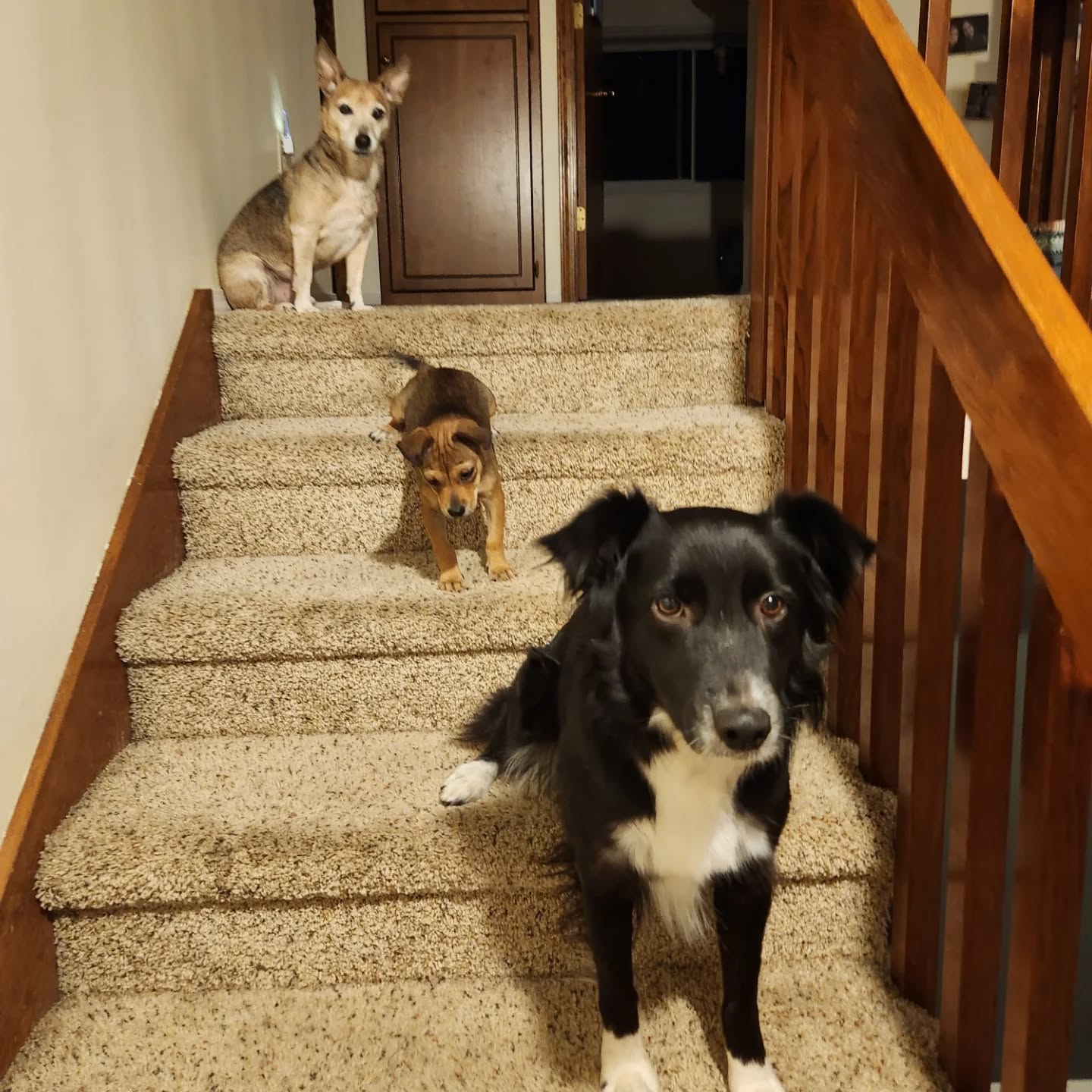 three dogs on stairs