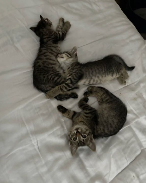 three domestic kittens