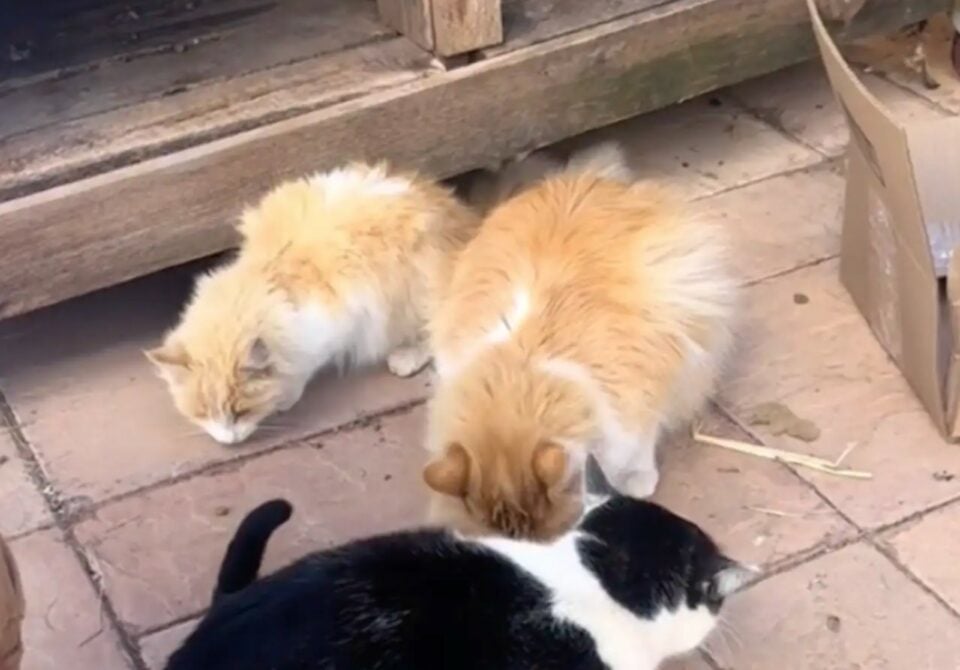 three sweet cats