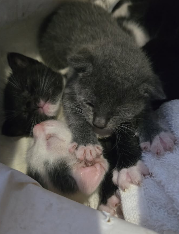 three tiny kittens