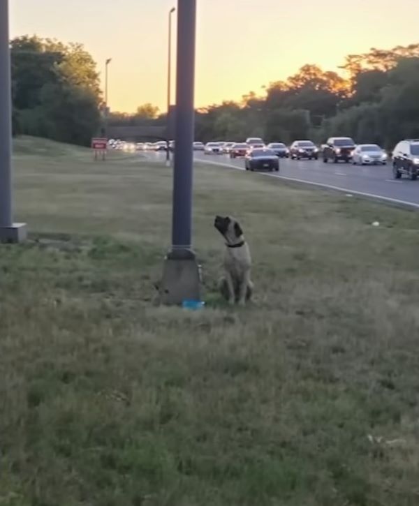 tied dog