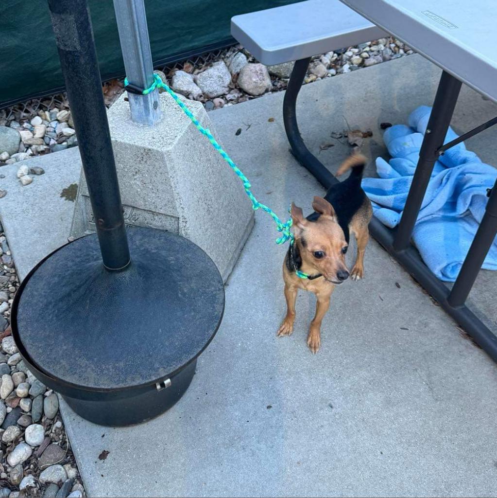 tied tiny dog