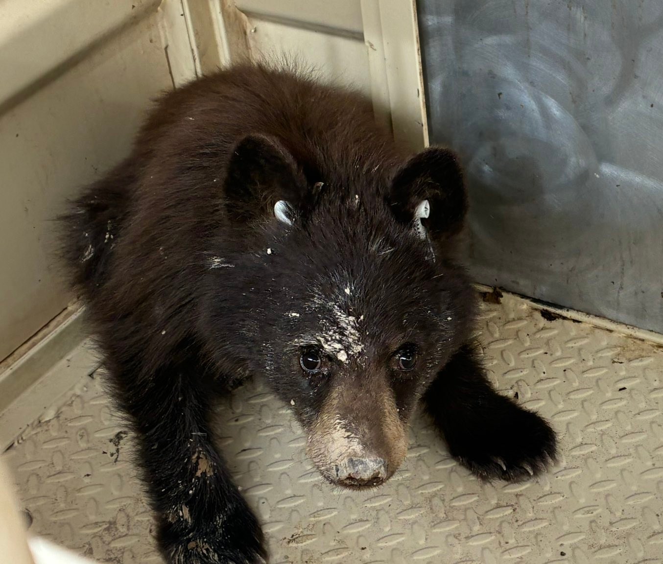 tiny bear cub