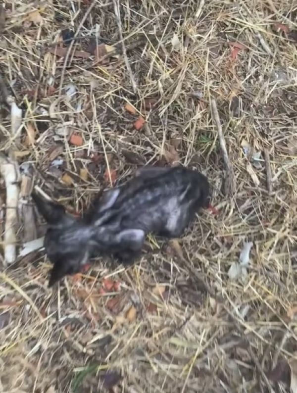 tiny black animal