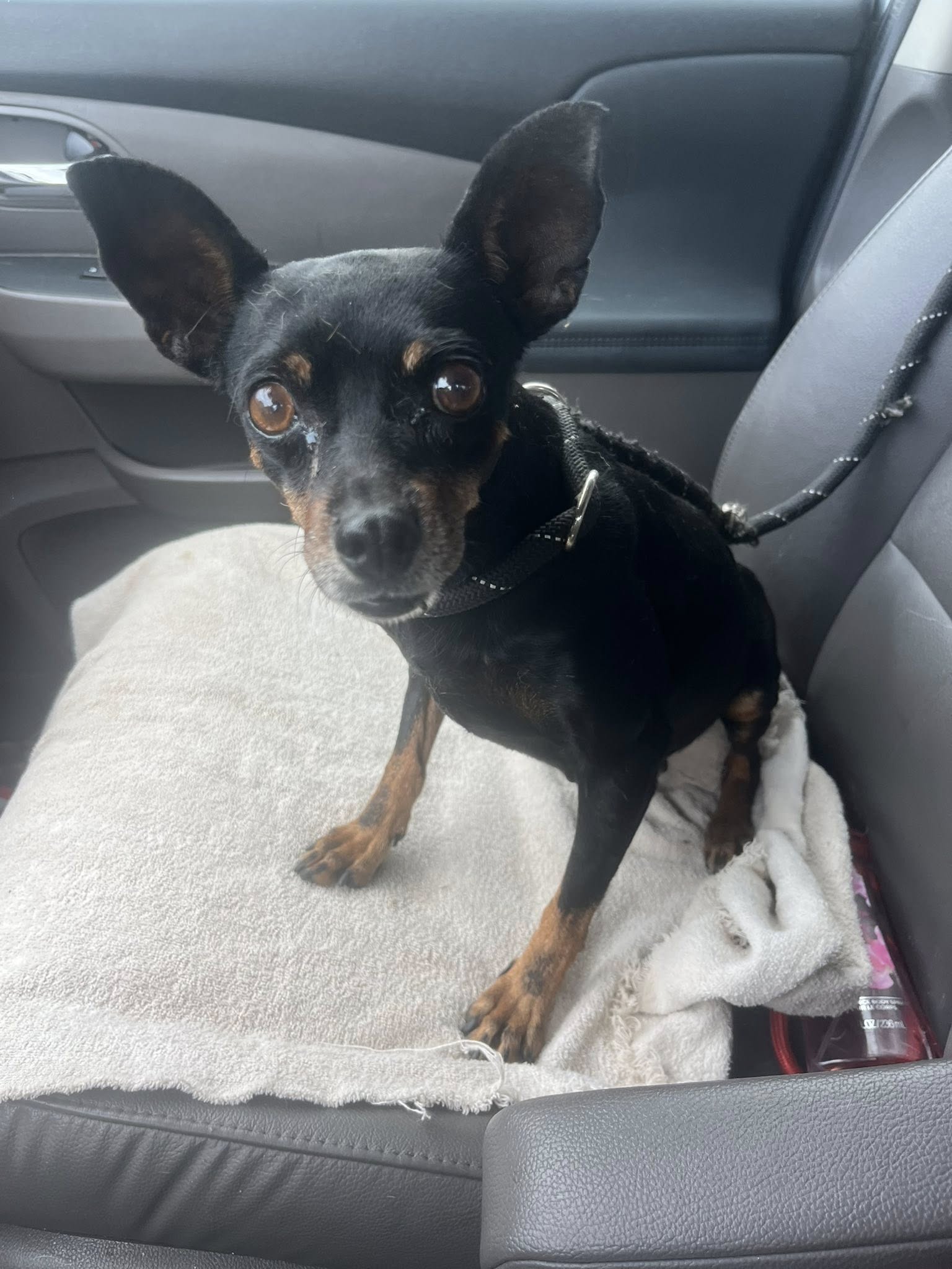tiny black dog in car