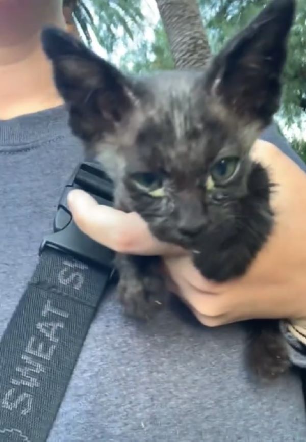 tiny black kitten