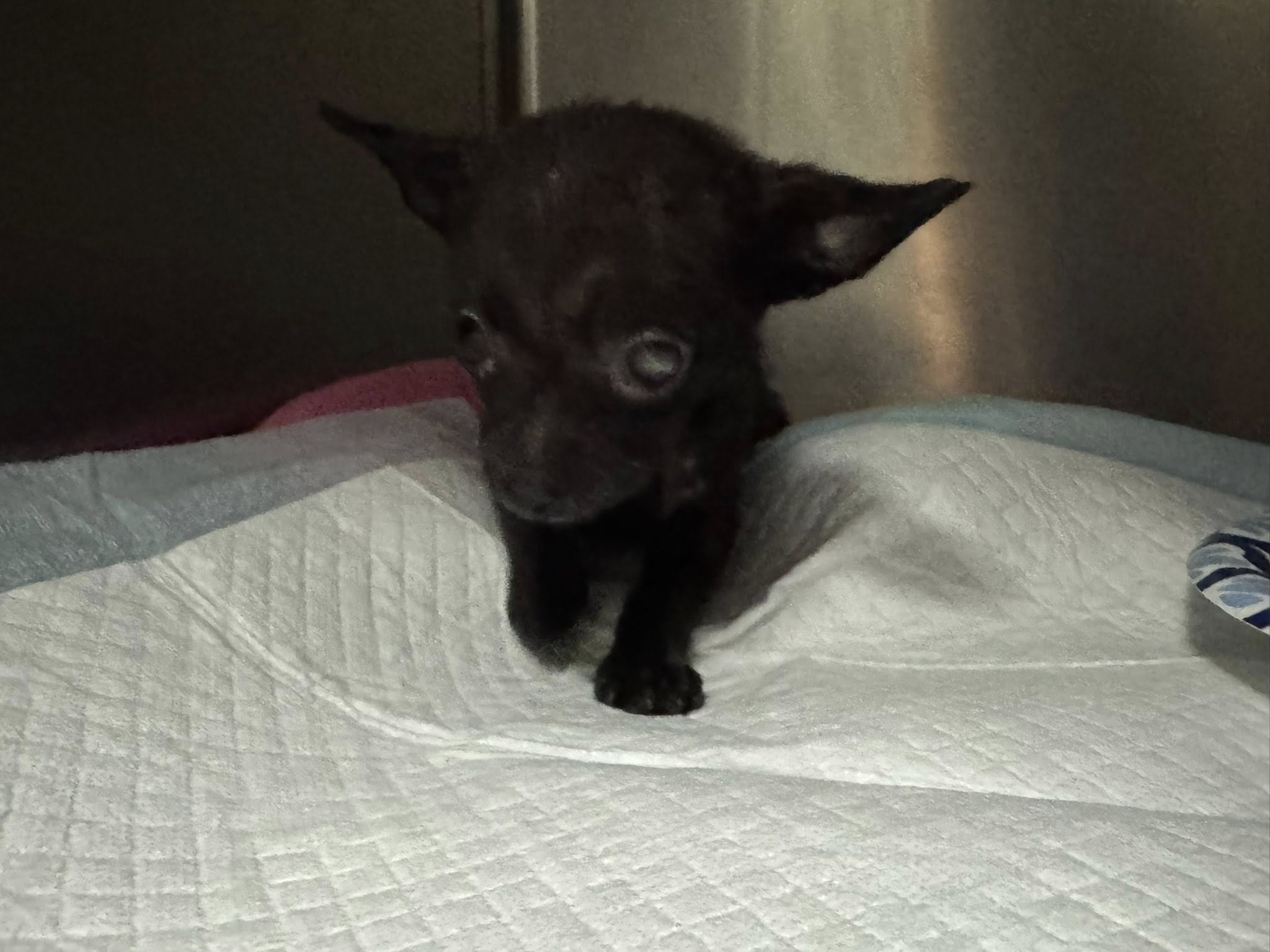 tiny black puppy