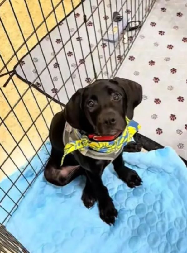 tiny black puppy