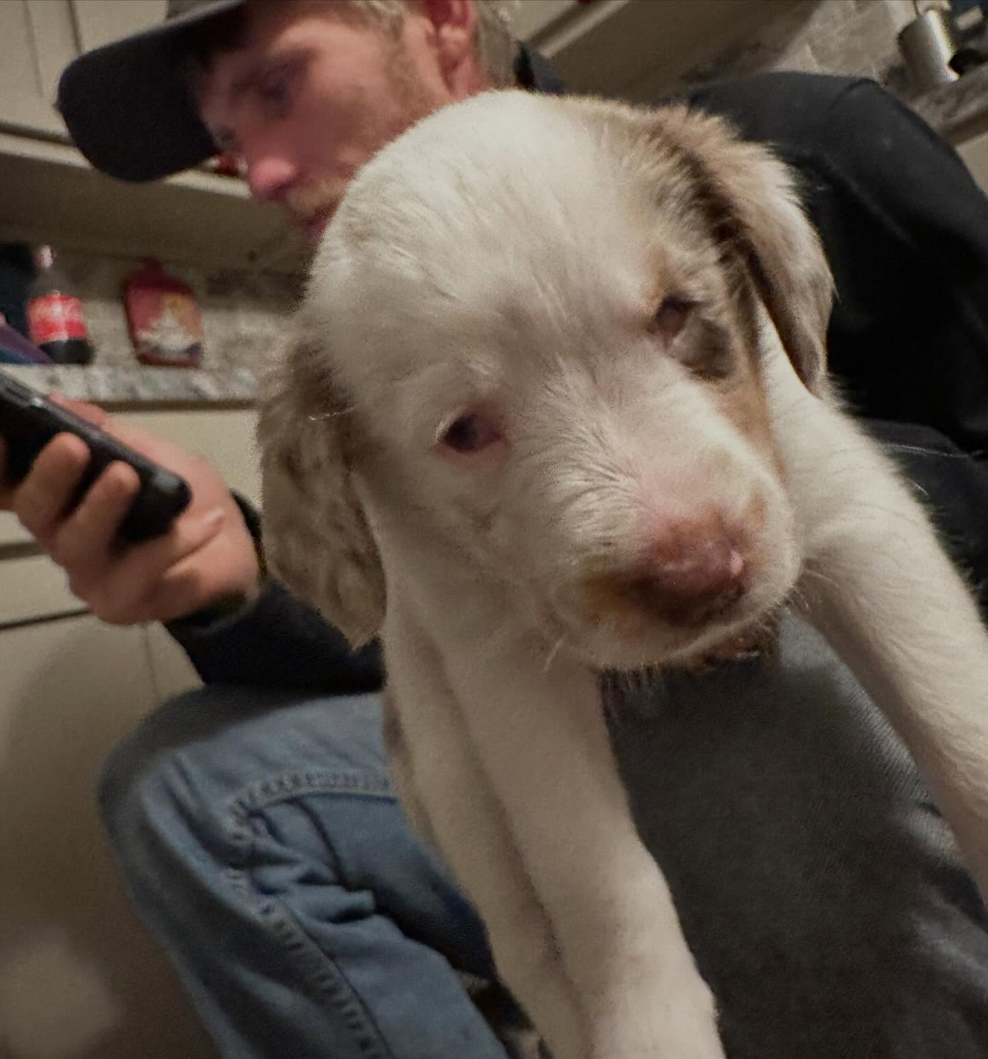 tiny blind dog