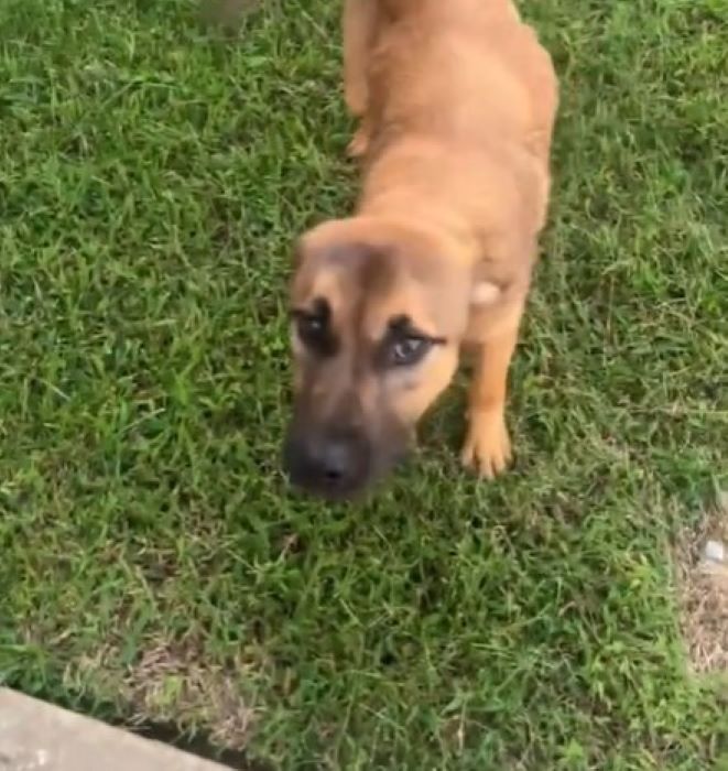 tiny brown dog