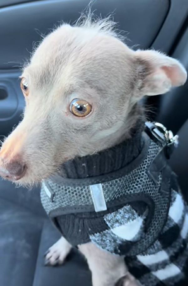 tiny dog in car