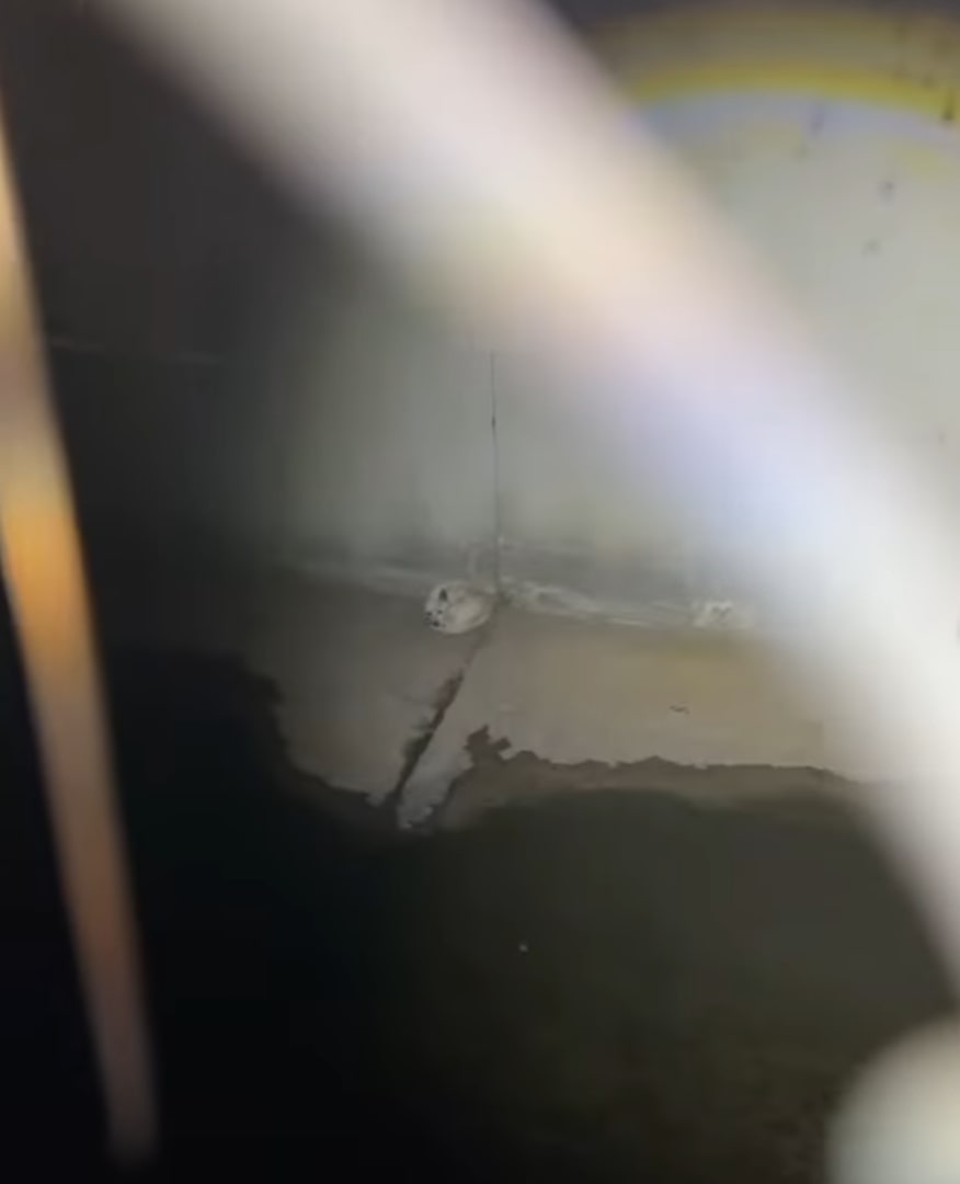 tiny dog laying on street