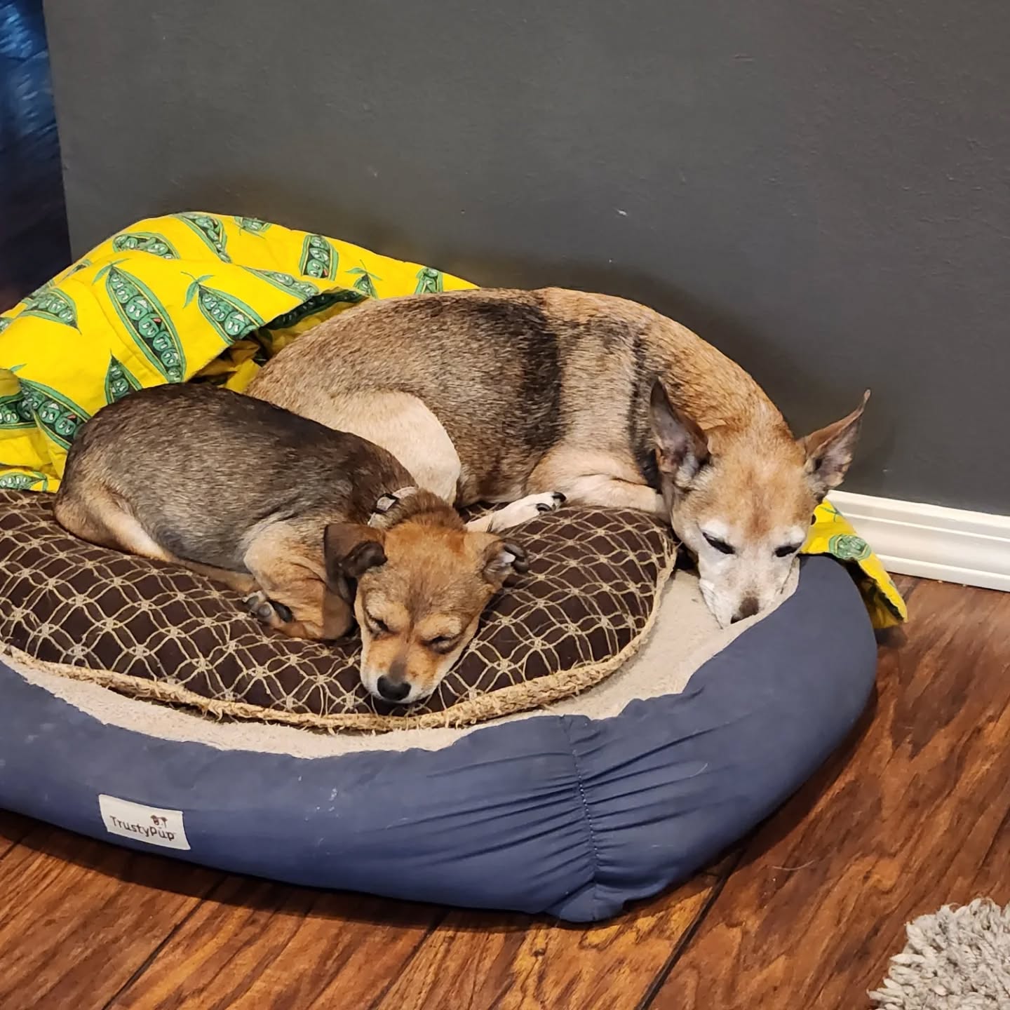 tiny dogs sleeping