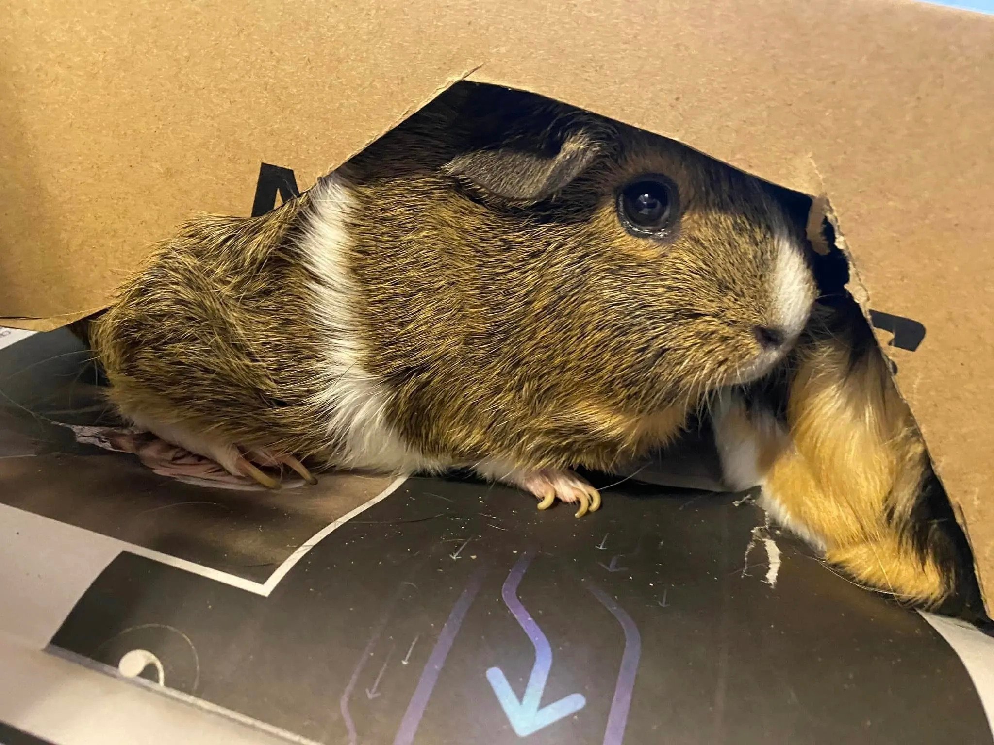 tiny guinea pig