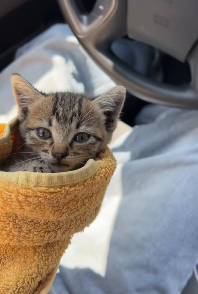 tiny kitten in car