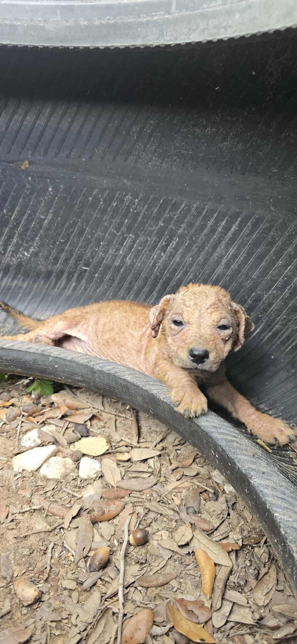 tiny newborn puppy laying in tire