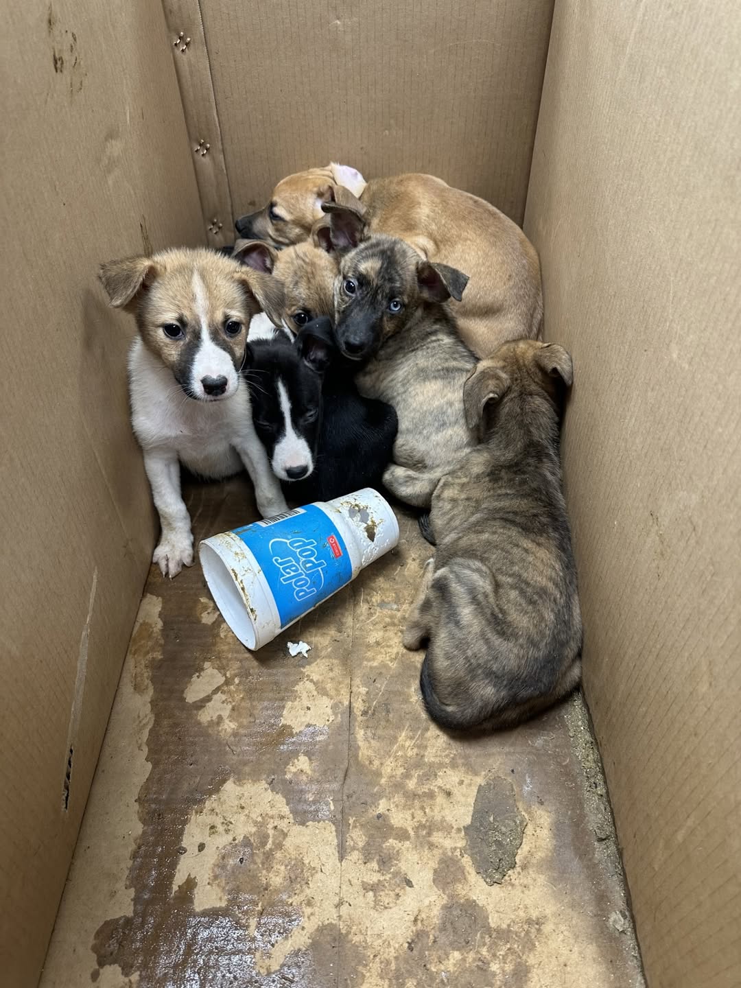 tiny puppies in box