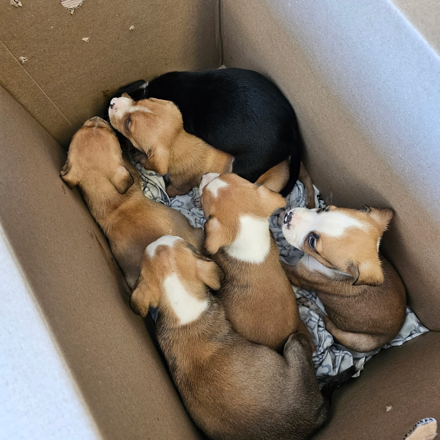 tiny puppies in box