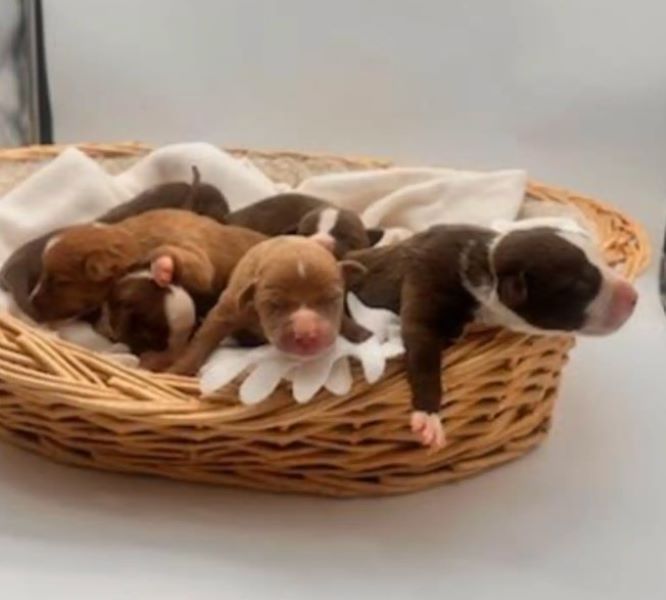 tiny puppies