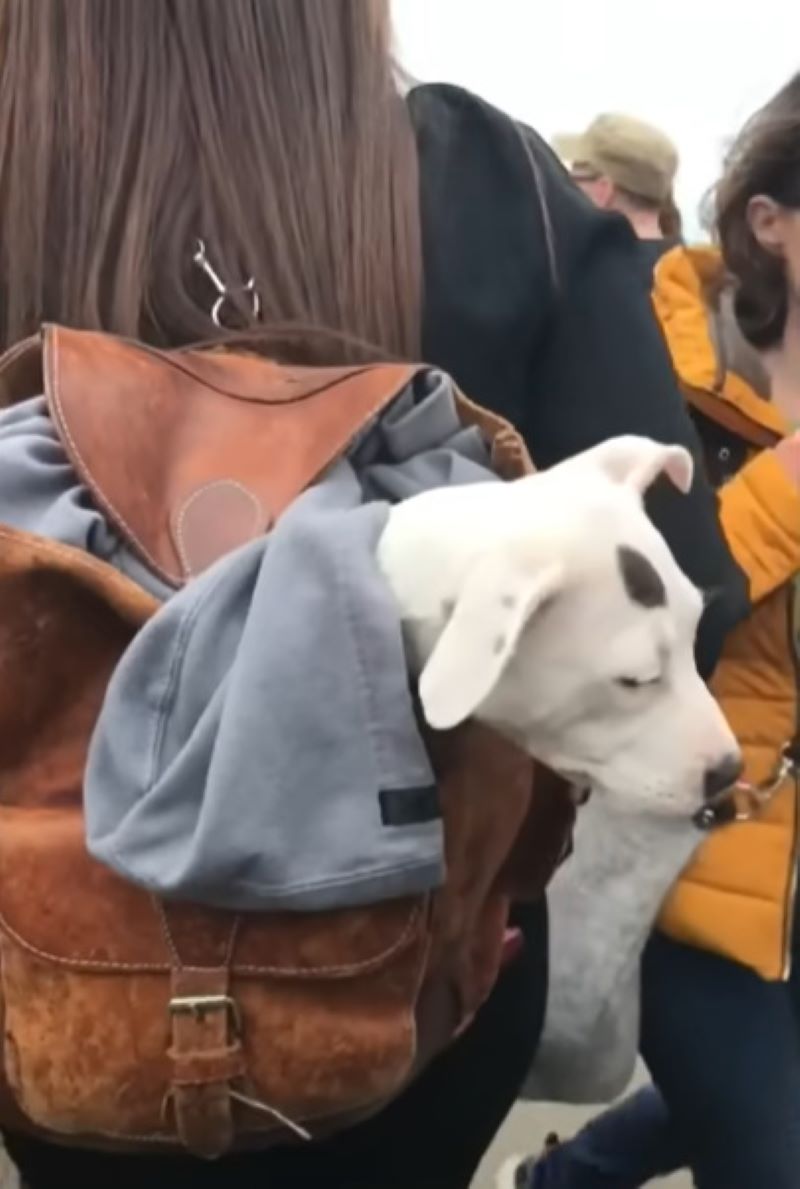 tiny puppy in bag