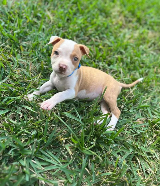 tiny puppy in grass