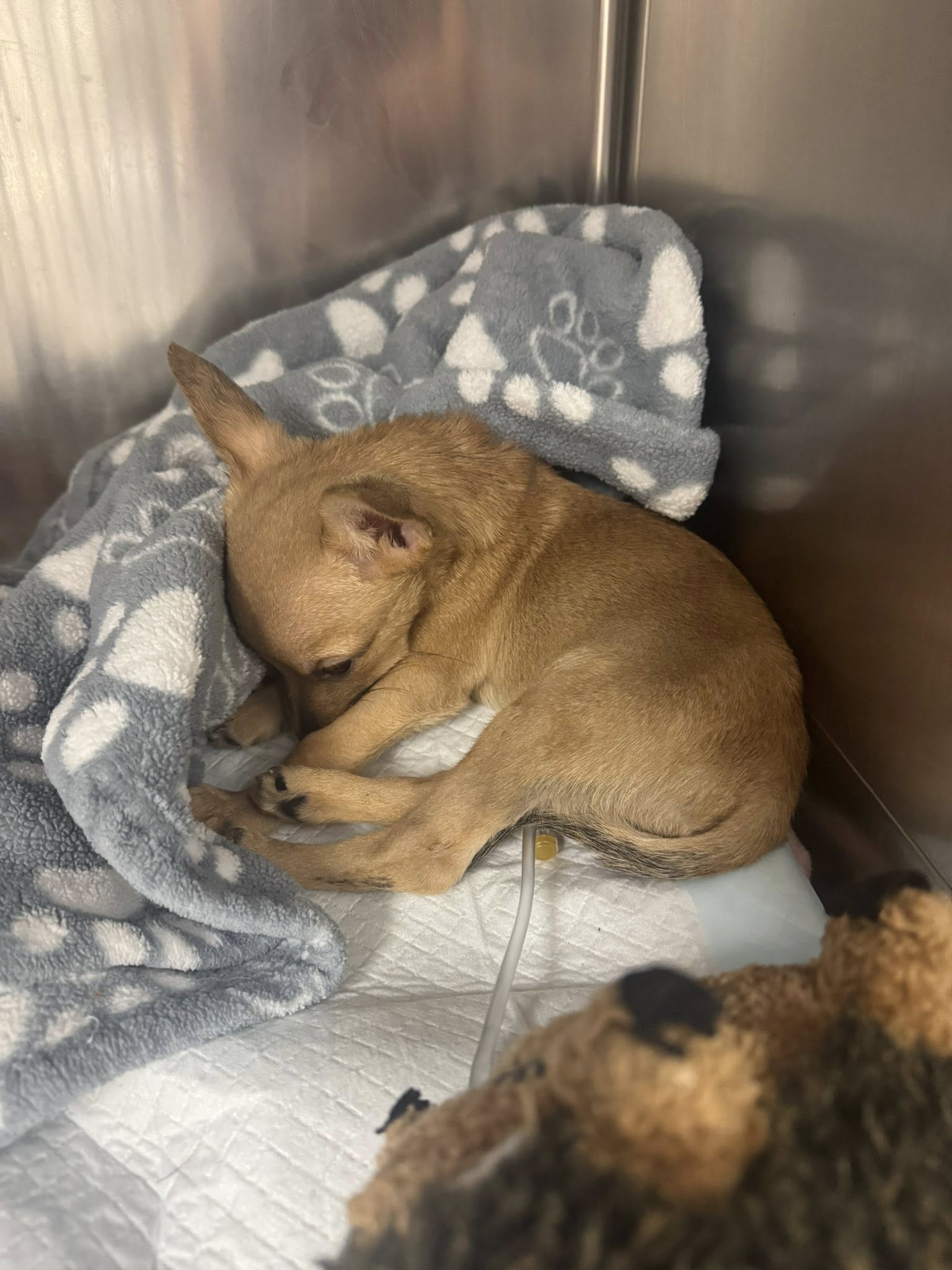 tiny puppy laying in crate