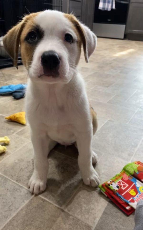 tiny puppy sitting