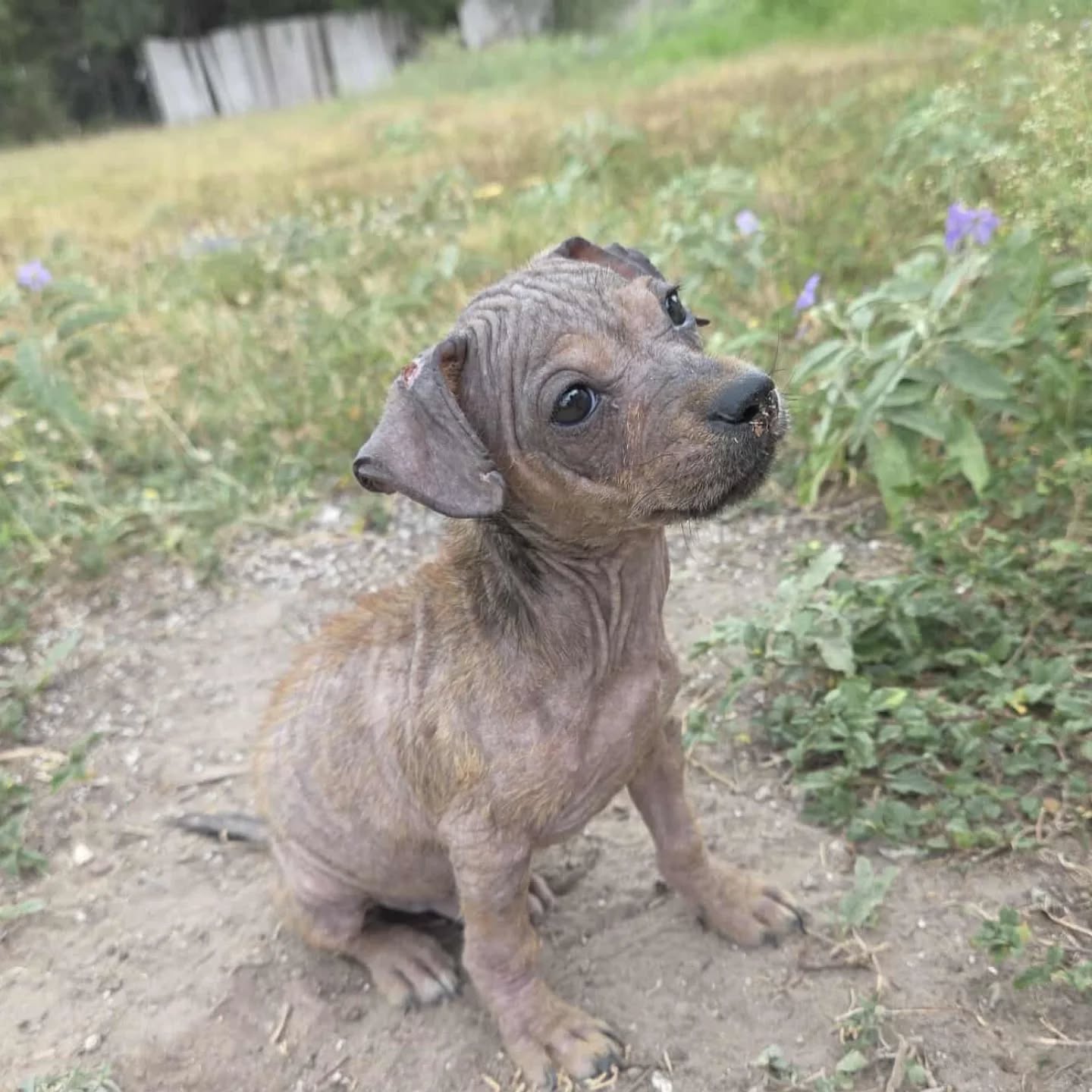 tiny puppy
