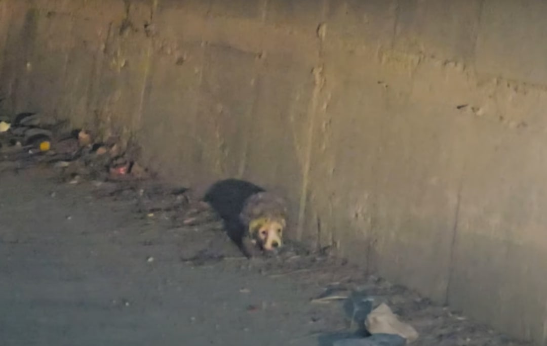 tiny stray dog