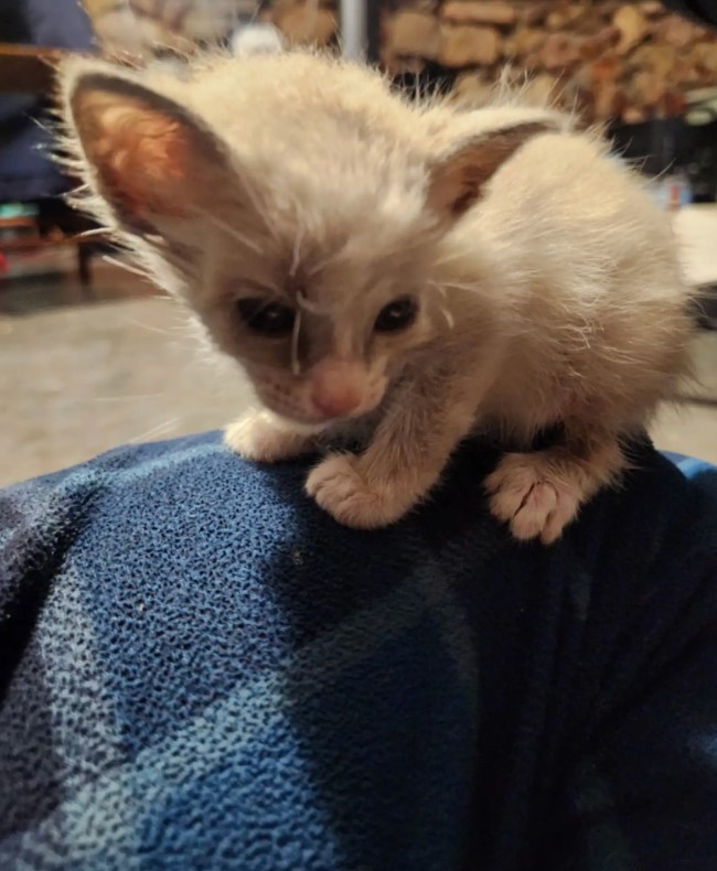 tiny white kitten