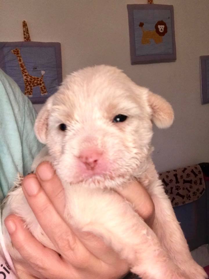 tiny white puppy
